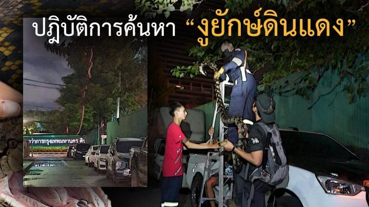 Sự thật về con rắn khổng lồ vắt vẻo khiến dân mạng sợ xanh mặt-4