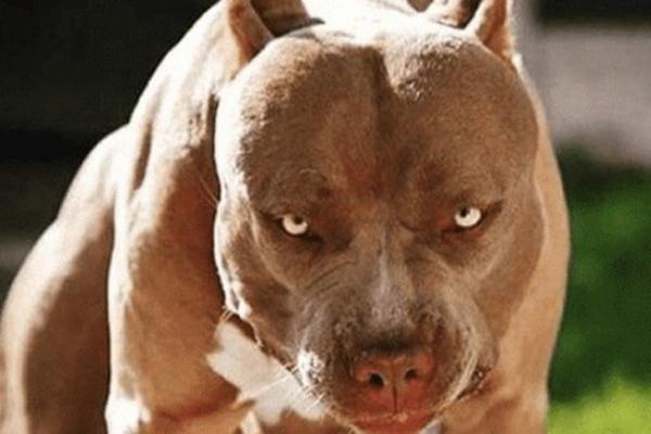 Các bạn yêu thú cưng có biết về giống chó Pitbull không? Hãy xem hình ảnh này để khám phá vẻ đẹp và sức mạnh điển hình của chúng nhé!