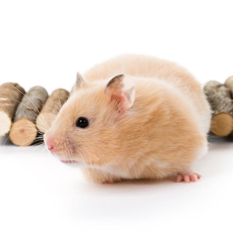 Tháng Cửu Độc chớ coi thường: 3 con giáp lận đận, 1 con giáp hứng lộc-1