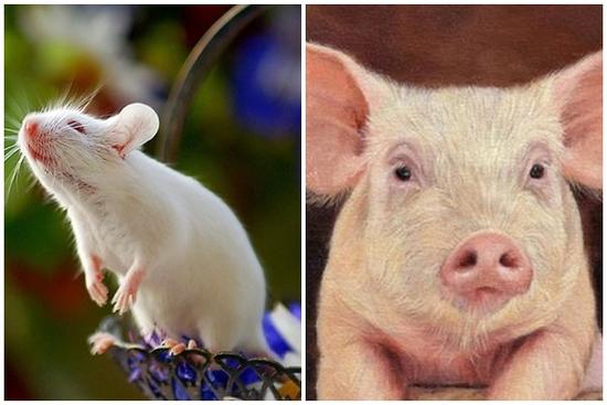 Ngày 2/9: Ngọc Hoàng điểm tên 4 con giáp lộc lá, tài khoản 'ting ting'