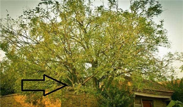 Nghèo cũng đừng chặt 3 loại cây bảo vệ con cháu, đó là cây nào?-1