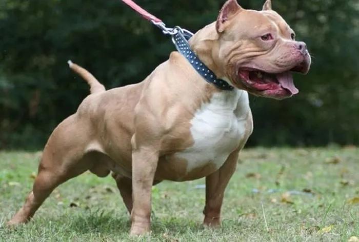 Vụ nữ chủ nhà bị chó Pitbull cắn tử vong: Tiêu hủy con chó-1