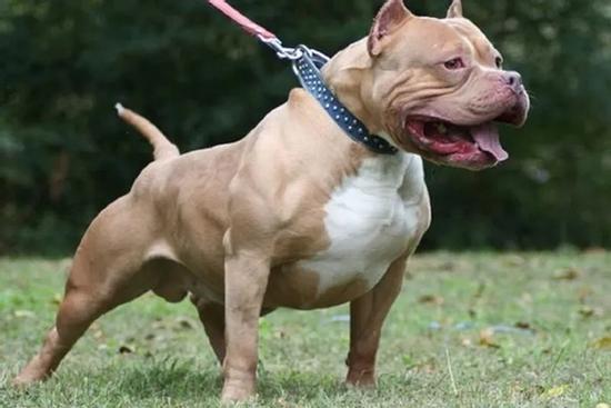 Vụ nữ chủ nhà bị chó Pitbull cắn tử vong: Tiêu hủy con chó