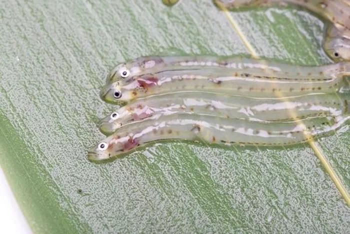 Món ăn tươi sống vẫn nhảy múa trong miệng thực khách-2