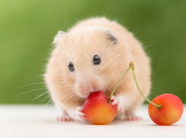 Tử vi tuần mới 12 con giáp 5/9/2022 - 11/9/2022: Dan díu mập mờ-1