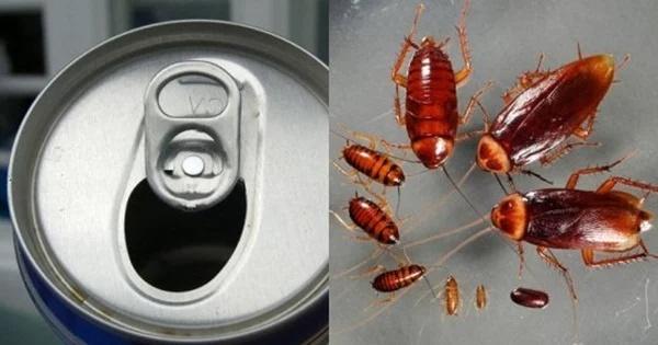 9 cách đuổi gián vĩnh viễn, vừa rẻ tiền vừa đơn giản ai cũng làm được-1