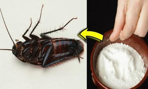 9 cách đuổi gián vĩnh viễn, vừa rẻ tiền vừa đơn giản ai cũng làm được-2