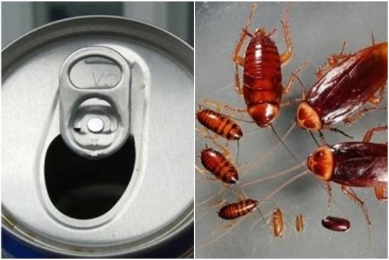 9 cách đuổi gián vĩnh viễn, vừa rẻ tiền vừa đơn giản ai cũng làm được
