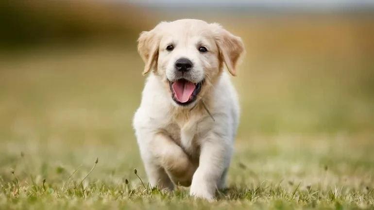 3 con giáp xui xẻo nhất tháng 9 âm, ngồi không cũng thị phi-3