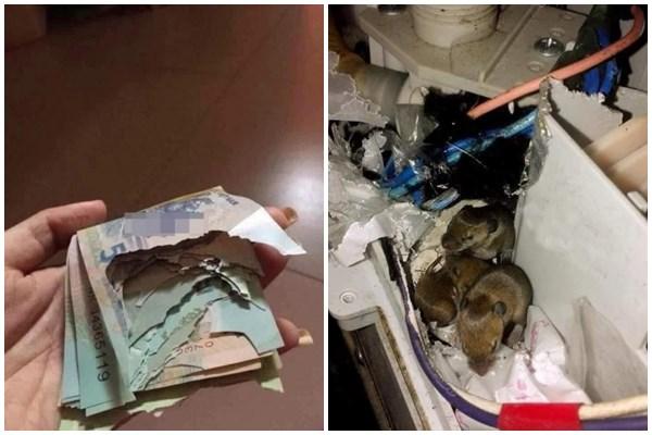 Chồng mải mê móc tiền heo đất, vợ lặng lẽ chụp bằng chứng phạm tội-6