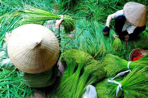 Trung Thu về, nhớ hương cốm Làng Vòng thơm dẻo cả tuổi thơ-2