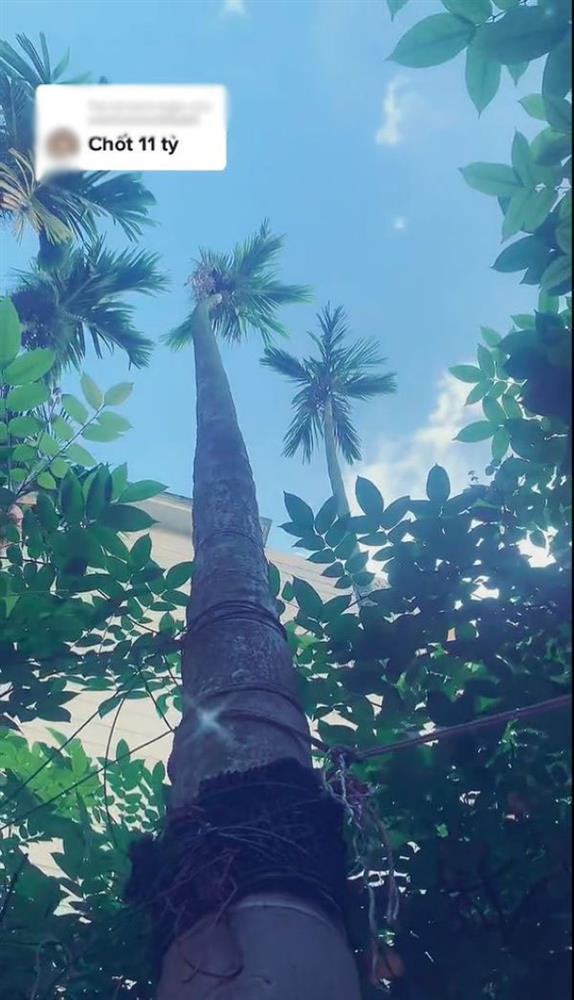 Xôn xao cau đột biến thân mọc hoa lan, đại gia chốt giá 17 tỷ đồng-1