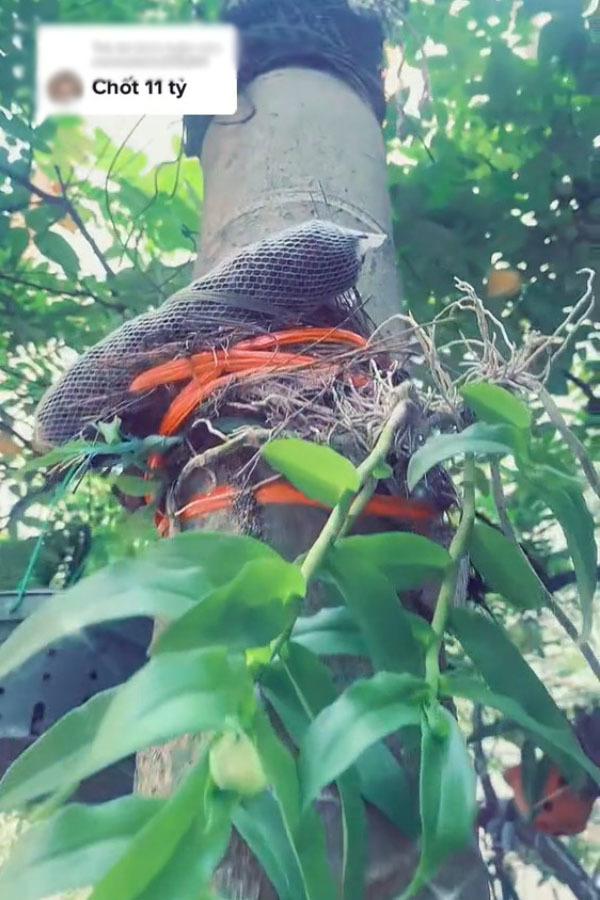 Xôn xao cau đột biến thân mọc hoa lan, đại gia chốt giá 17 tỷ đồng-2