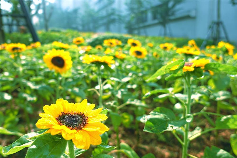 Hội trăng rằm Vân Sơn đặc sắc trên đỉnh Núi Bà Đen-3