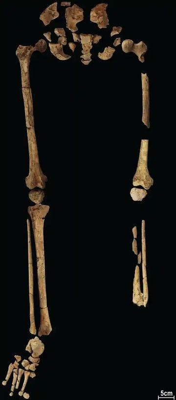 Bộ xương 31.000 năm tuổi ‘viết lại lịch sử loài người’-1