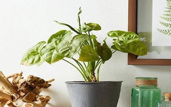 3 thứ chất chồng trong nhà khiến người thân đau ốm, tiền tài ra đi-1