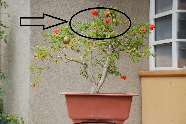 Trồng loại cây này trước cửa nhà là con cháu phú quý-1