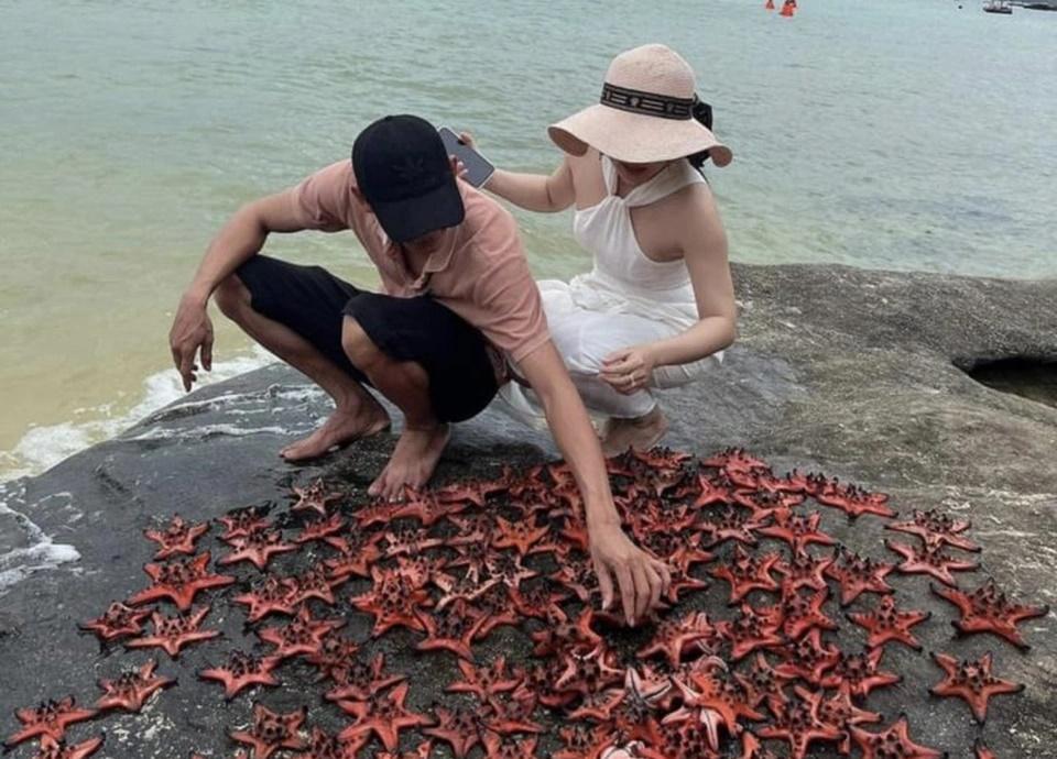 Du khách lại bắt sao biển để chụp ảnh ở Phú Quốc-1