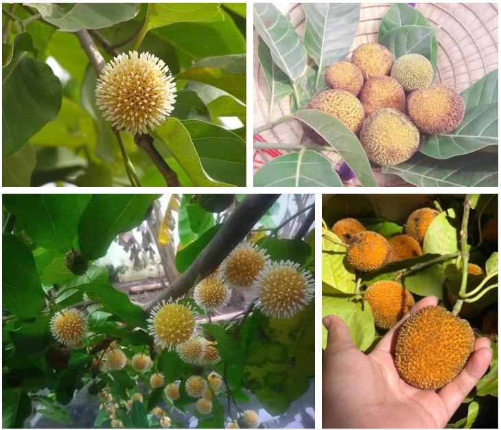 Loại quả đặc sản chỉ có ở Ninh Bình hoặc miền Tây, giá 120.000/kg mà luôn cháy hàng-2