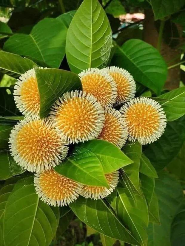 Loại quả đặc sản chỉ có ở Ninh Bình hoặc miền Tây, giá 120.000/kg mà luôn cháy hàng-5