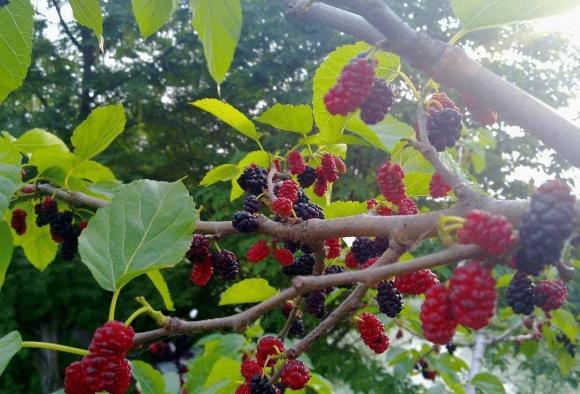 Năm cây vào nhà thì nhà nghèo, nhà tan, đó là năm cây nào?-1