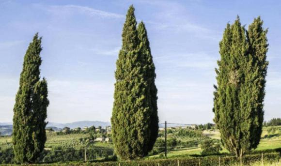 Năm cây vào nhà thì nhà nghèo, nhà tan, đó là năm cây nào?-2