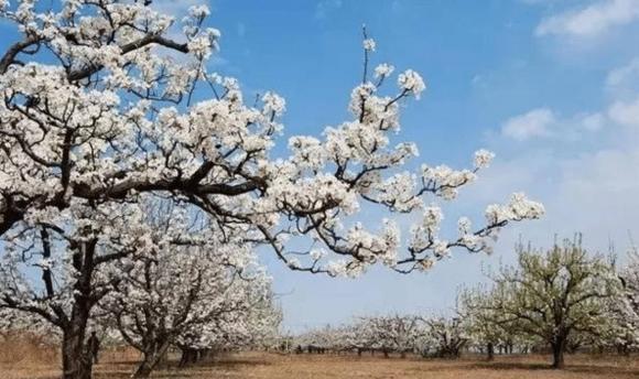 Năm cây vào nhà thì nhà nghèo, nhà tan, đó là năm cây nào?-4