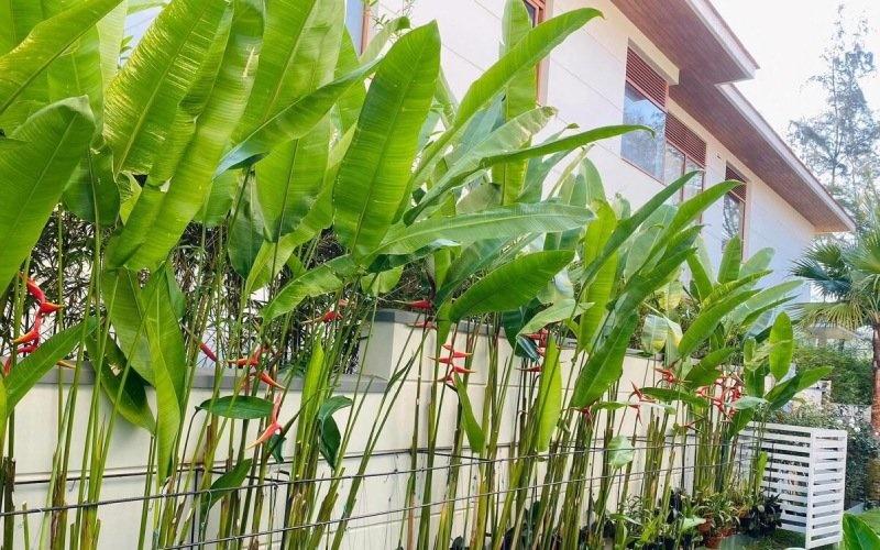 4 cây trồng sau nhà trấn giữ của cải, trồng trước nhà tài lộc liêu xiêu-1