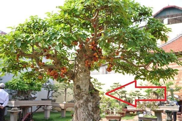 4 cây trồng sau nhà trấn giữ của cải, trồng trước nhà tài lộc liêu xiêu-2