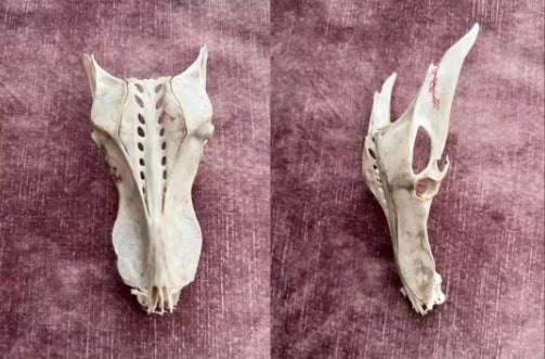 Bí ẩn hộp sọ rồng được tìm thấy trong cát trên bãi biển nước Anh-1