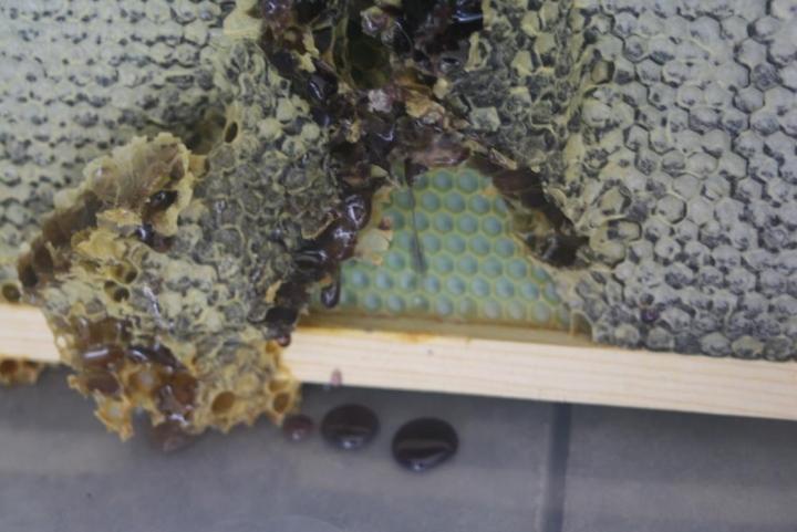 Phát hiện mật ong màu tím kỳ lạ được tìm thấy trong tự nhiên bí ẩn-3