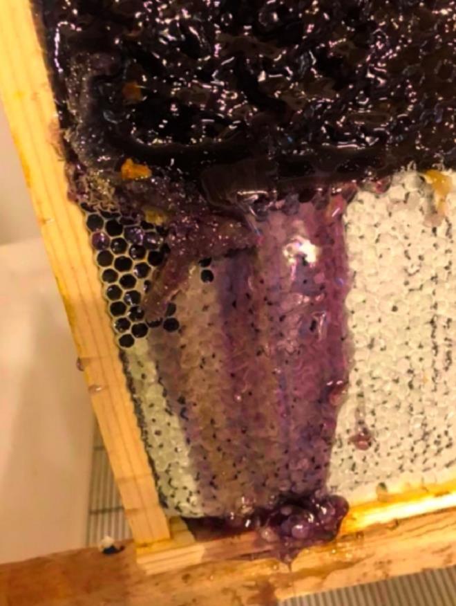 Phát hiện mật ong màu tím kỳ lạ được tìm thấy trong tự nhiên bí ẩn-4