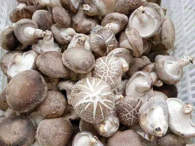 Mua nấm hương tươi, có 4 loại tránh xa kẻo rước bệnh vào người-5