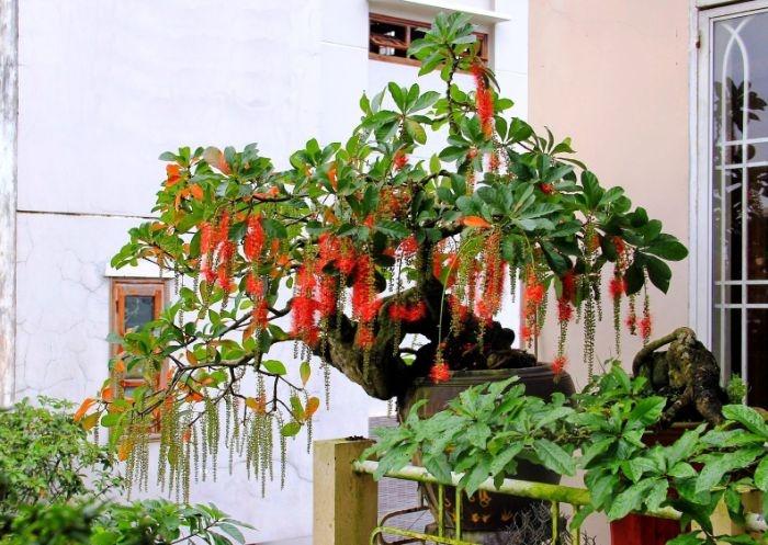 3 loại cây càng trồng lâu càng phúc khí, lộc lá nhiều phú quý-2