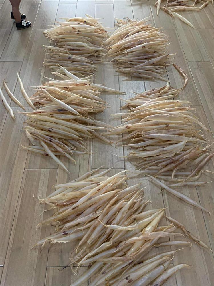 Bộ phận trong con cá ai cũng vứt đi, giá lên cả tỷ đồng/kg-2