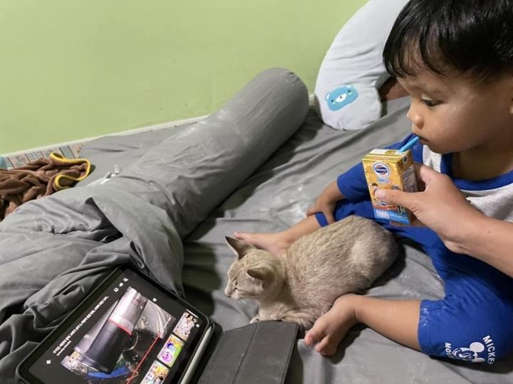 Mua mèo về để con trai cai tivi, mẹ ngã ngửa khi thấy kết quả-3