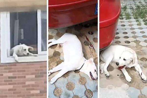 Tranh cãi với chồng, người vợ có hành động nhẫn tâm gây phẫn nộ-1