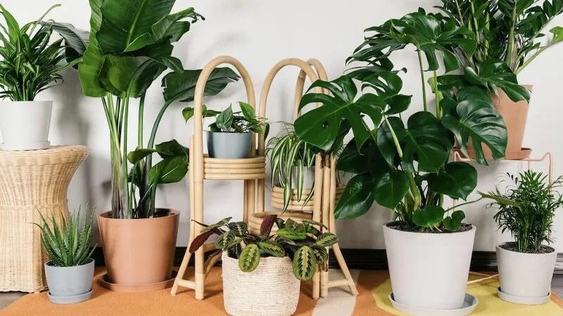 Chuyên gia chia sẻ 4 mẹo phong thủy giúp bán nhà nhanh, giá cao-1