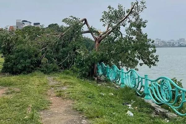 Cây cô đơn ở hồ Tây gãy đổ nhánh chính sau cơn mưa lớn-1