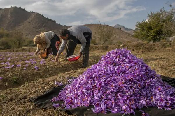 Thứ gia vị từng đắt hơn vàng-1