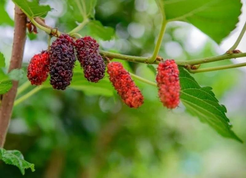 Phòng khách không đặt 3 thứ, sân nhà không trồng 3 cây, là cây gì?-3