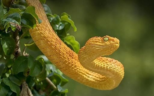 Tử vi hàng ngày 12 con giáp thứ Sáu 23/9/2022: Quen thói trăng hoa-2