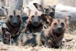 Cặp chó hoang châu Phi quý hiếm đẻ 19 con non