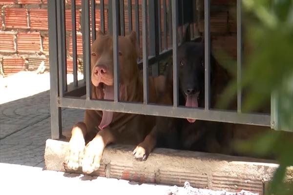 Thả chó PitPull, Becgie cắn hàng xóm: Khởi tố cả chủ nhân lẫn bị hại-1