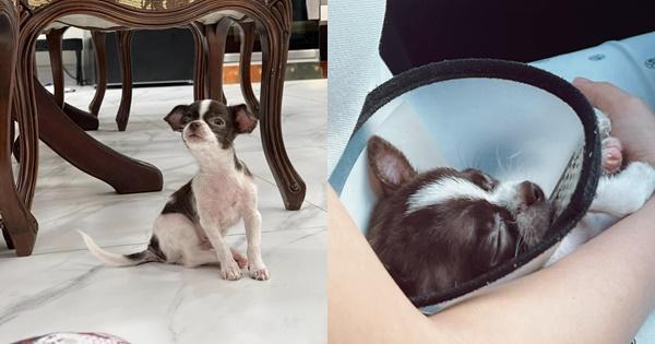 Dép 30 triệu mà hot girl Trâm Anh để chó cắn tan nát-3