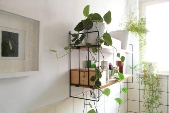 Các loại cây phong thủy phù hợp với nhà vệ sinh