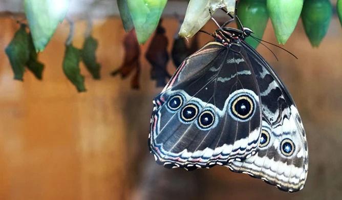 2 dấu hiệu trên bàn thờ chứng tỏ gia chủ được ăn lộc tổ tiên-1