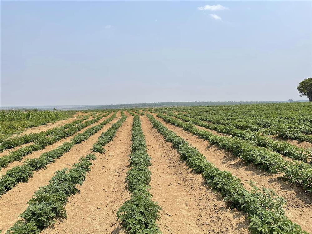 Quang Linh Vlog bội thu trên mảnh đất cằn cỗi ở châu Phi-3