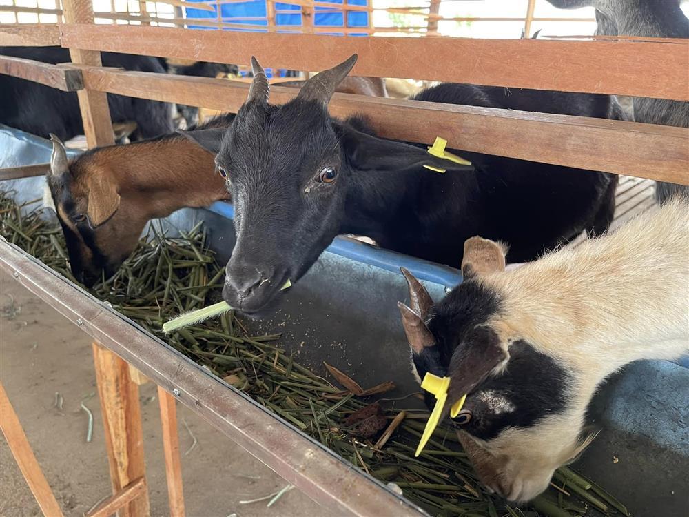 Quang Linh Vlog bội thu trên mảnh đất cằn cỗi ở châu Phi-11