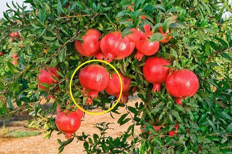 Nhà nghèo cứ trồng 3 cây trước cửa, 1 cây sau nhà hóa giải vận đen-1